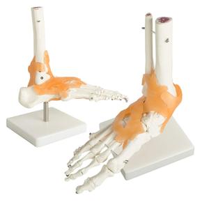 Insan ayak ayak bileği eklemi modeli ile Ligament ayak İskeleti modeli Ligament ayak eklemi anatomik Model beyin yaşam boyutu - Product Image 2