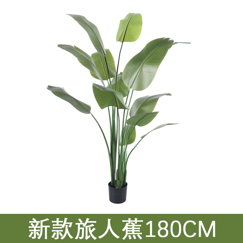 Travelers palm 180cm