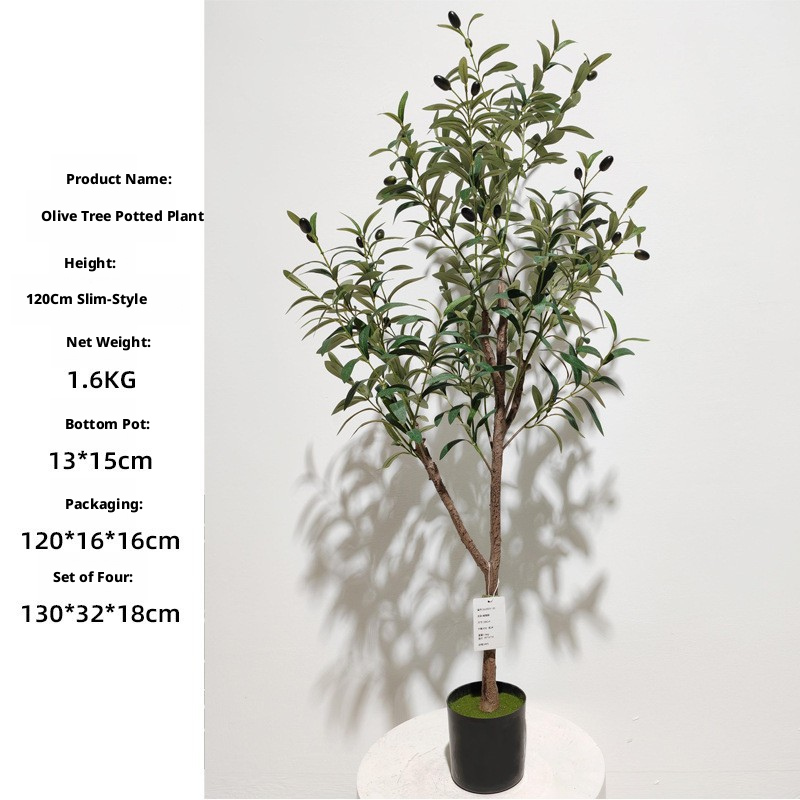 120cm olive tree