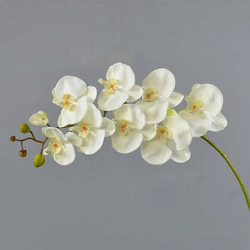 Mudas orquídeas para decoração de casa