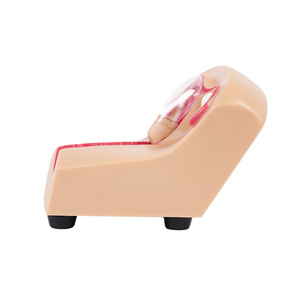 Advanced Medical Teaching IUD Training Simulator <strong>Human</strong> Anatomical Model - Product Image 3
