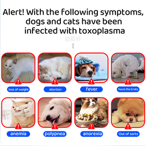Kit de <span class=keywords><strong>test</strong></span> rapide TOXO Ag anticorps Toxoplasma détection rapide des maladies vétérinaires - Product Image 3
