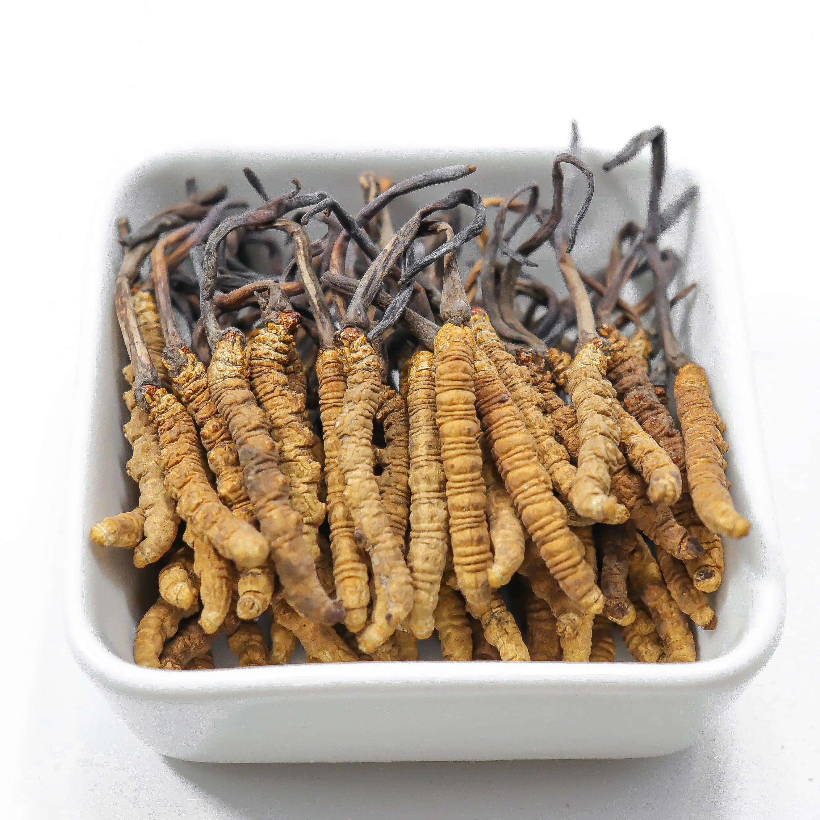 100% Cordyceps Sinensis Prue Natural de alta calidad seco Tíbet Cordyceps Sinensis