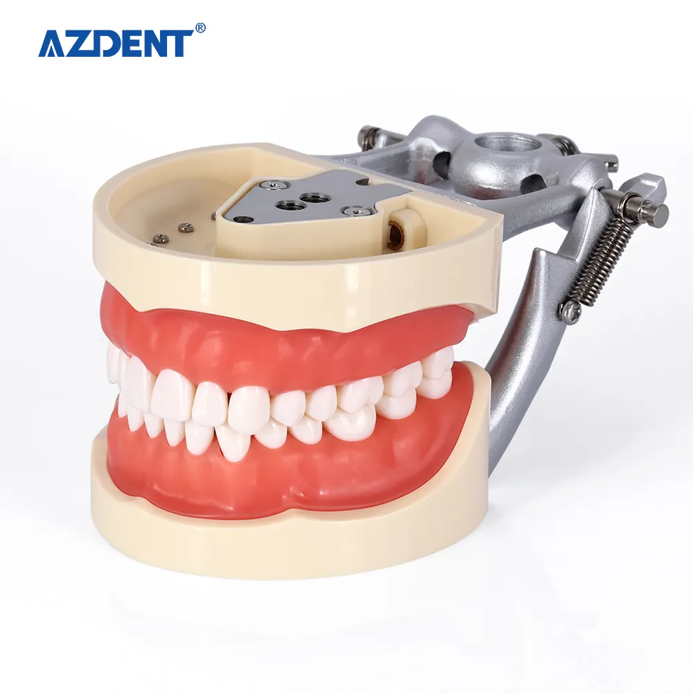 AZDENT-modelo Dental estándar con dientes extraíbles, 200 tipos