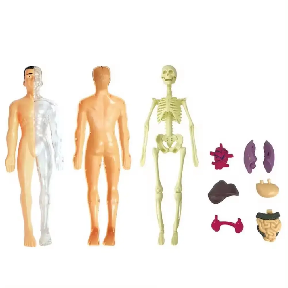 Herramientas de estudio de enseñanza juguetes órgano del cuerpo humano ensamblar rompecabezas esqueleto anatomía modelo niños aprendiendo kits de anatomía médica