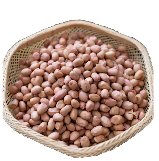 Usine fournissant directement des arachides hachées grillées 3-5mm cacahuètes blanchies crues grillées avec des graines d'arachide pour la plantation