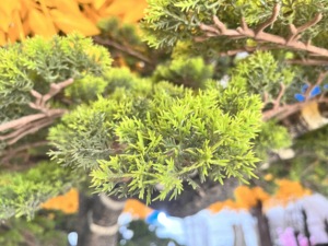 Artificial Landscape <strong>Tree</strong> Outdoor Large Fake Pine <strong>Tree</strong> for Decor Outdoor Indoor Fake Big Green Pine <strong>Tree</strong> - Product Image 4
