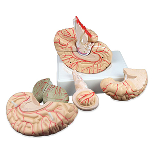 Lebensgroßes 3D-Modell für medizinische Anatomie Modell des menschlichen Gehirns 9-teilig für die Unterrichts anzeige - Product Image 3