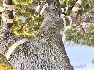 Artificial Landscape <strong>Tree</strong> Outdoor Large Fake Pine <strong>Tree</strong> for Decor Outdoor Indoor Fake Big Green Pine <strong>Tree</strong> - Product Image 5