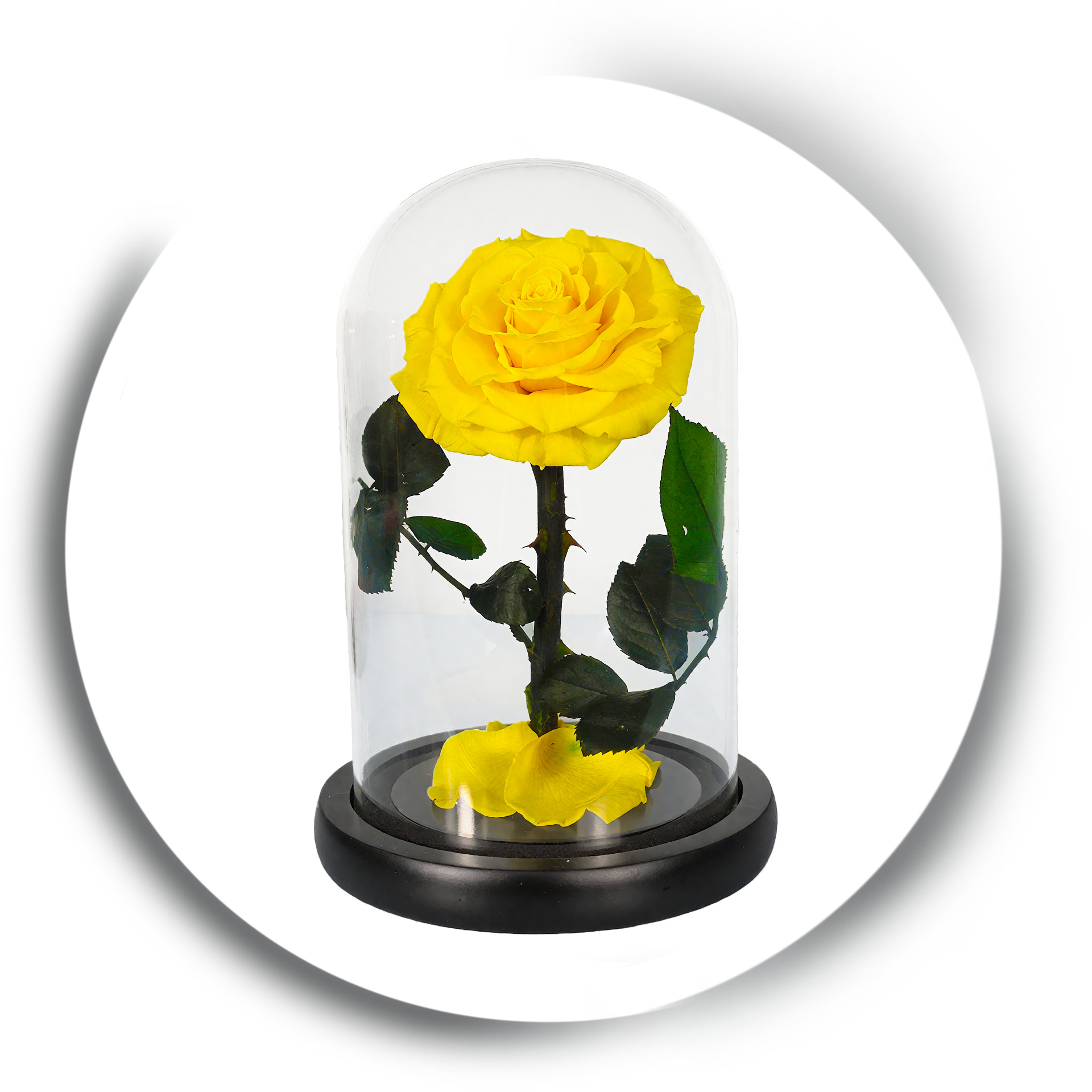 Jaune doré