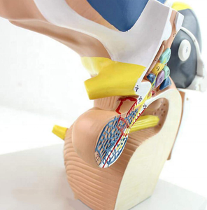 Insan plastik Diencephalon anatomik modeli öğrenme ve öğretme - Product Image 3