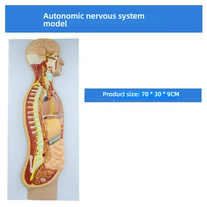 İnsan otonom sinir sistemi kabartma modeli tıbbi siniroloji öğretimi için PVC sempatik sinir anatomisi modeli - Product Image 3