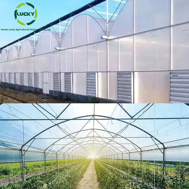 Mesas rolantes para cultivo de vegetais, equipamento de estufa usado inteligente para uso comercial moderno em tomate e fitogênica