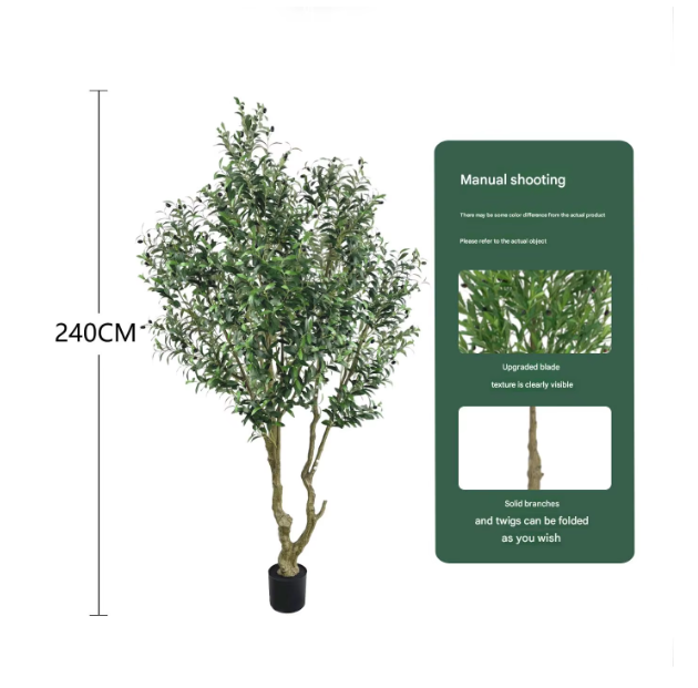 2.4m (olive géante de densité accrue) pot noir