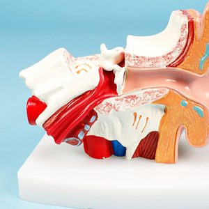 Tıbbi okul kullanımı için detaylı yapısı ile ADA-A1058-1 tıbbi bilim PVC modeli İnsan anatomisi kulak plastik vücut modeli - Product Image 3