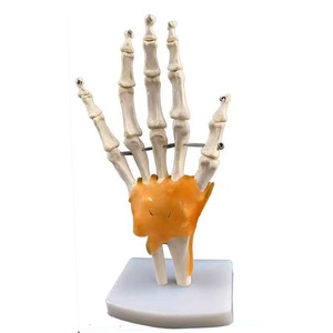 Anatomical <strong>Human</strong> Hand Joint Model, Hand Bone Model,Table-top Hand Model - Product Image 1