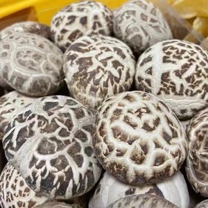 卸売製品キノコ工場最高のシイタケプレミアムシイタケ工場最新