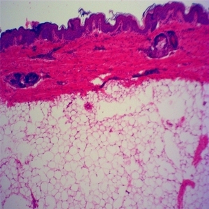 Toboganes de microscopio para niños y adultos, con cubiertas, para laboratorio médico, nivel de escuela media, 100 Uds. - Product Image 3