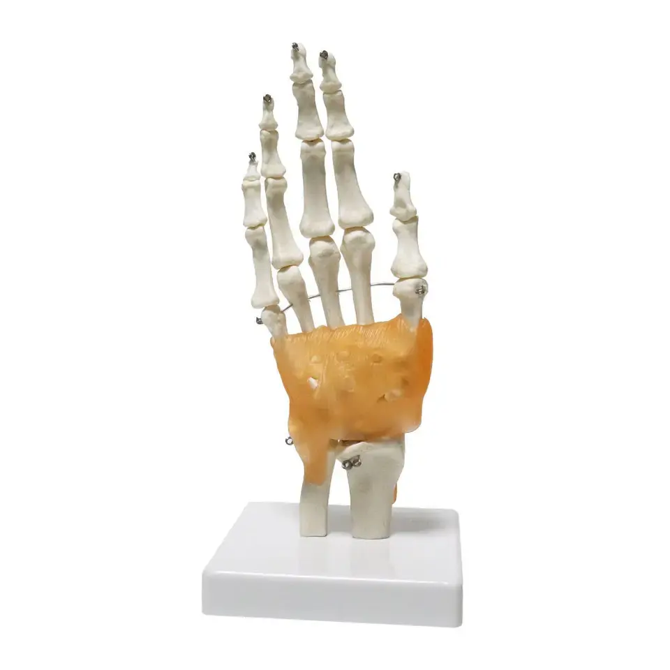 نموذج تشريح مفصل معصم اليد البشري بالحجم الطبيعي مع الأربطة