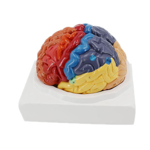 Insegnamento medico cervello umano struttura funzionale modello anatomico del cervello - Product Image 4