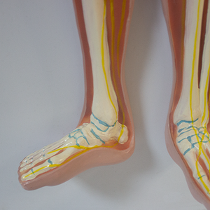 مواد SMM104 بشرية للحيوانات الأليفة لتدريس معدات الأعصاب المركزية في الدماغ والحبل الشوكي والجهاز العصبي العلوم الطبية - Product Image 5