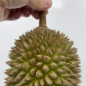 High Quality Frozen Durian <strong>Meat</strong> King of Fruits Hot Selling Tropical Preserved Puree Competitive Price From Malaysia - Product Image 1