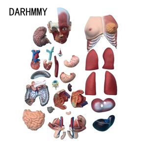 DARHMMY 85 ซม.Unisex ร่างกายวิภาคของลําตัวมนุษย์รุ่น 30 ส่วนที่ถอดออกได้กล้ามเนื้อสําหรับวิทยาศาสตร์การแพทย์ - Product Image 3