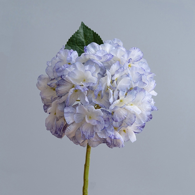 Viola chiaro