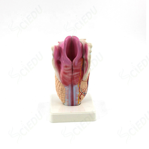 3-part Functional <strong>Larynx</strong> Model Medical Human Anatomical <strong>Larynx</strong> Model - Product Image 3