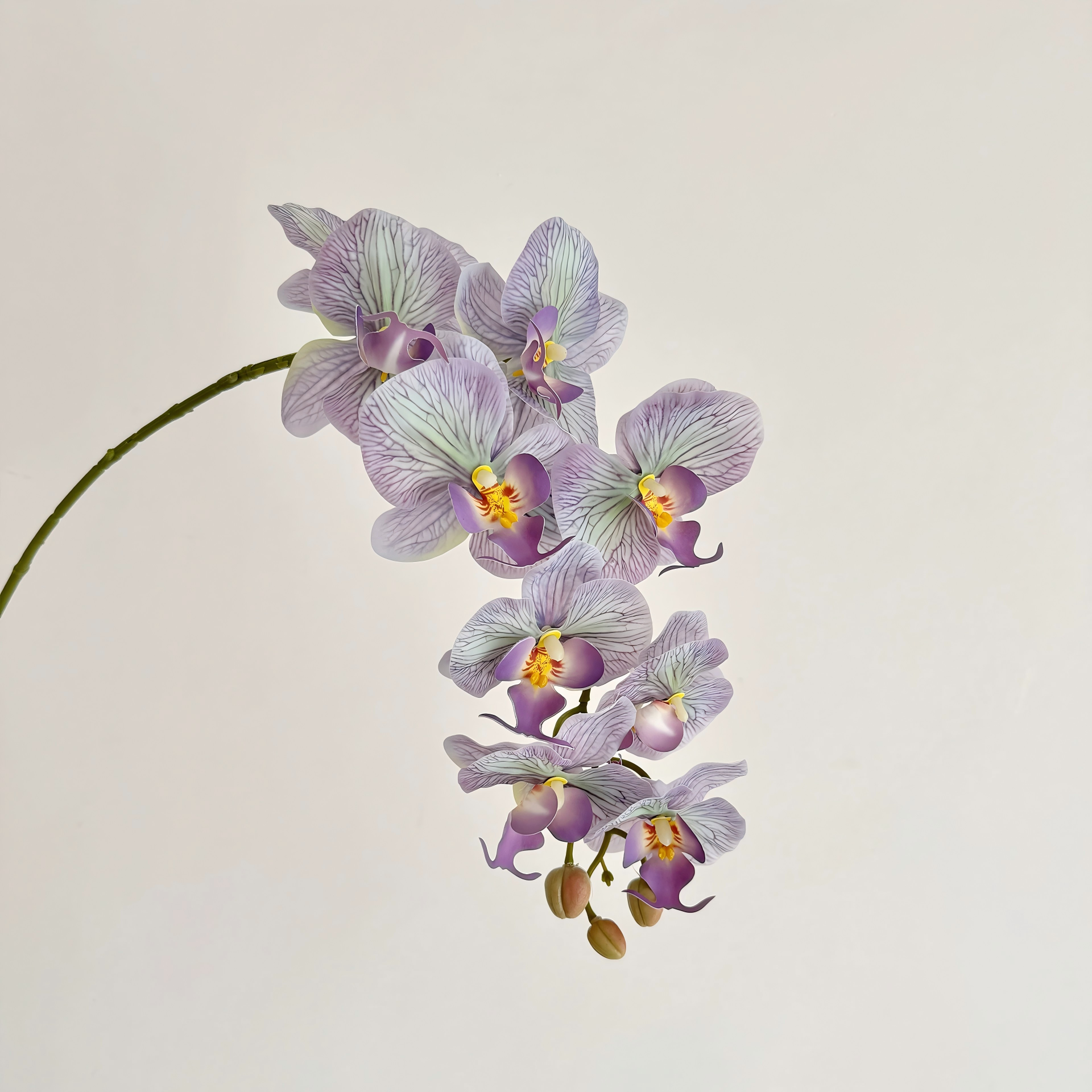 Pourpre