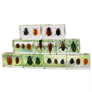 El yapımı şeffaf reçine el sanatları-böcek numune Paperweights hayvan akrep Bug görüntüler bilimsel ekran böcek reçine - Product Image 1