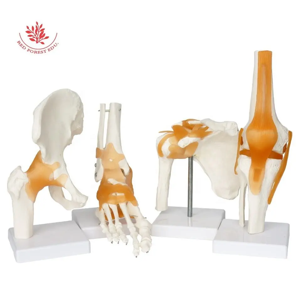 Modelo de articulación de rodilla Tamaño Real Alta Calidad Flexible Artificial amarillo ligamento Artificial imagen Real modelo anatómico lavable