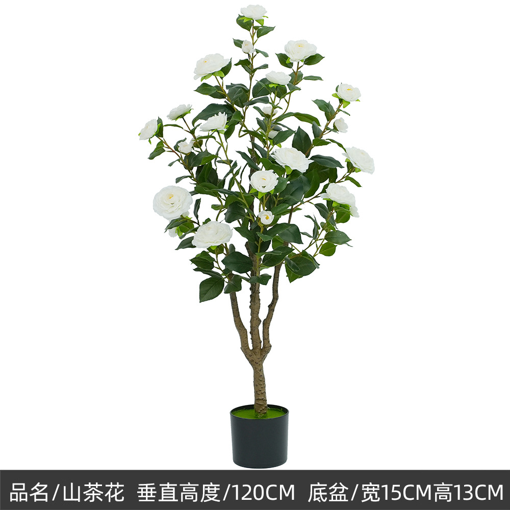 120cm camélia, b-blanc