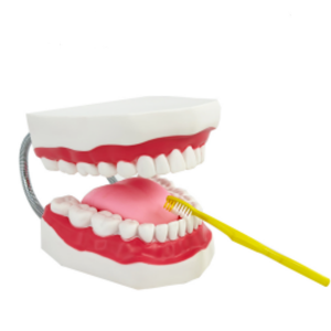 A 6-times Magnification Human <strong>Tooth</strong> Model of 32 <strong>Teeth</strong> - Product Image 1