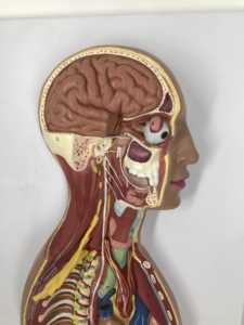 <strong>Human</strong> Sympathetic Nerves System Model - Product Image 2