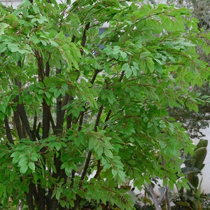 中国の人工ニレの木古い盆栽植物緑風景小道具松の木ガジュマルの木 - Product Image 3