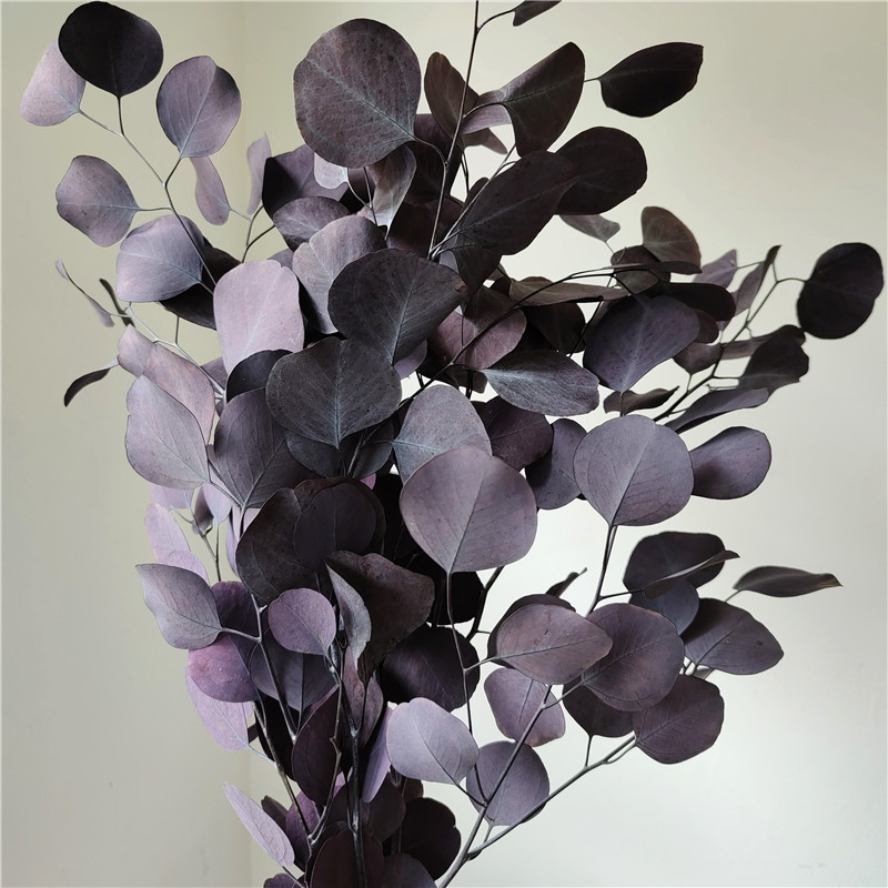 Colore di assorbimento viola 50-55 cm