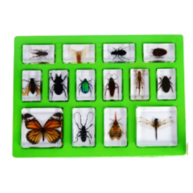 Insects World Paperweight Taxidermy Specimen in Resin Gift of The Insect Teaching Resources Nature Toys Educational Supplies