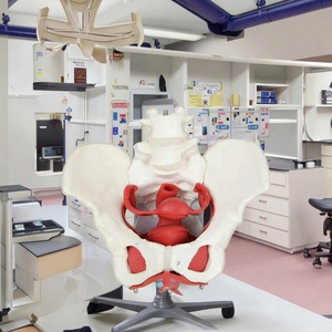 2-đoạn thắt lưng Kích thước cuộc sống Skeleton cho y tế khoa học cho đào tạo và giáo dục nữ sàn Chậu mô hình cơ bắp - Product Image 2