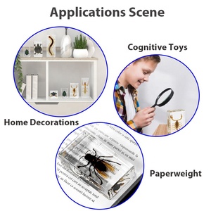 Trung Quốc nhà máy bán buôn số lượng lớn 38 * Acrylic tle Bọ Cạp Wasp động vật nhỏ Nhựa thực côn trùng mẫu vật sản phẩm - Product Image 6