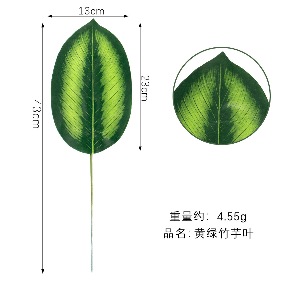 Yellow green arrowroot leaves