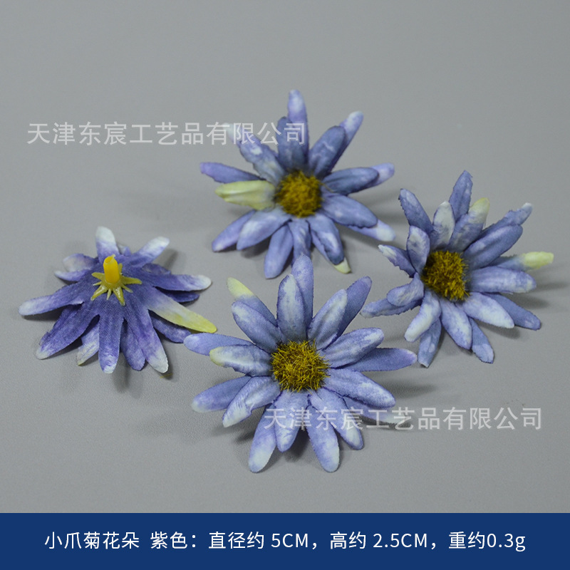 Petites fleurs de chrysanthème à griffes, violettes
