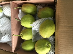 Sweet Green <strong>Fragrant</strong> <strong>Pear</strong> Fresh <strong>Pear</strong> in Korla - Product Image 5