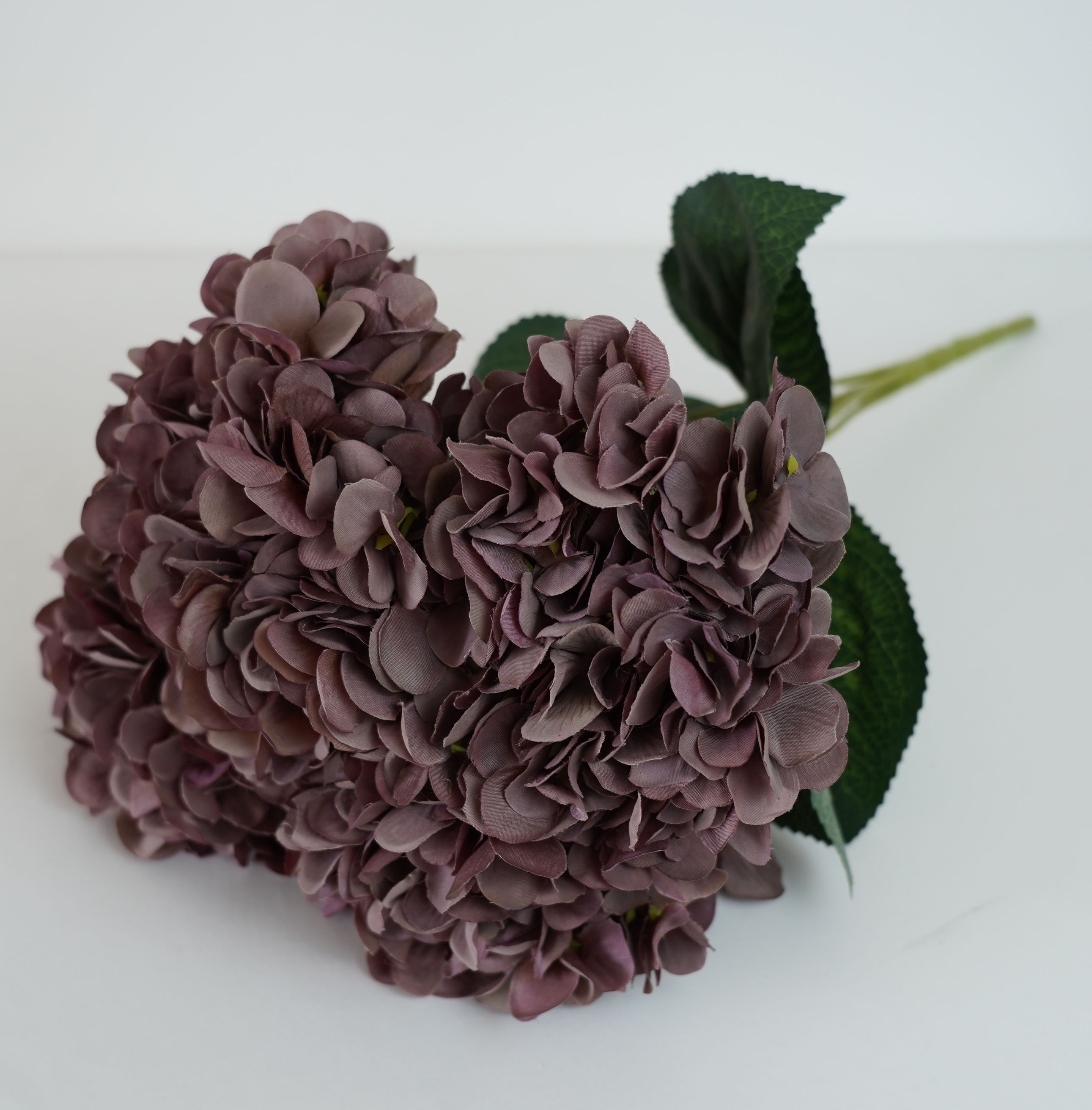 Violet2