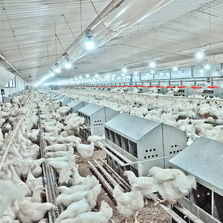 Oem produktion large hen fertig stahl struktur automatische huhn geflügel haus