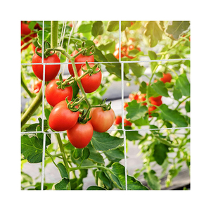 特注ナイロン野菜植栽トレリスネット用トマトブドウ豆プラスチックネットカスタムカッティング成形サービス利用可能 - Product Image 3