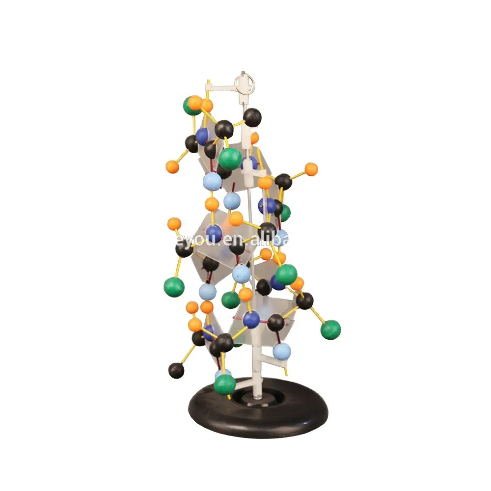 Estrutura RNA modelo Biológico instrumento equipamentos de ensino da escola