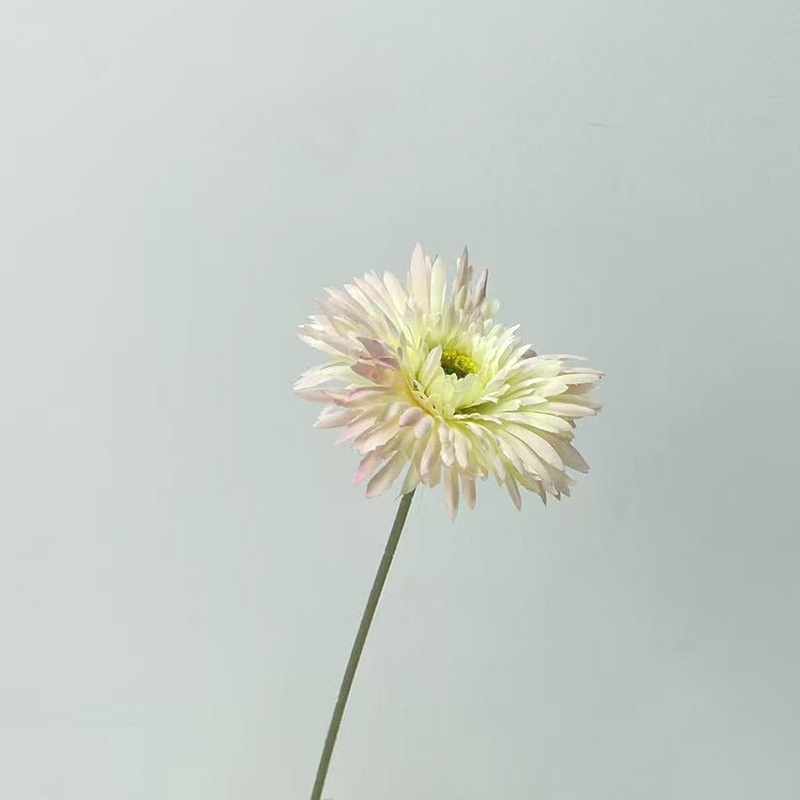 Crisantemo blanco rosa
