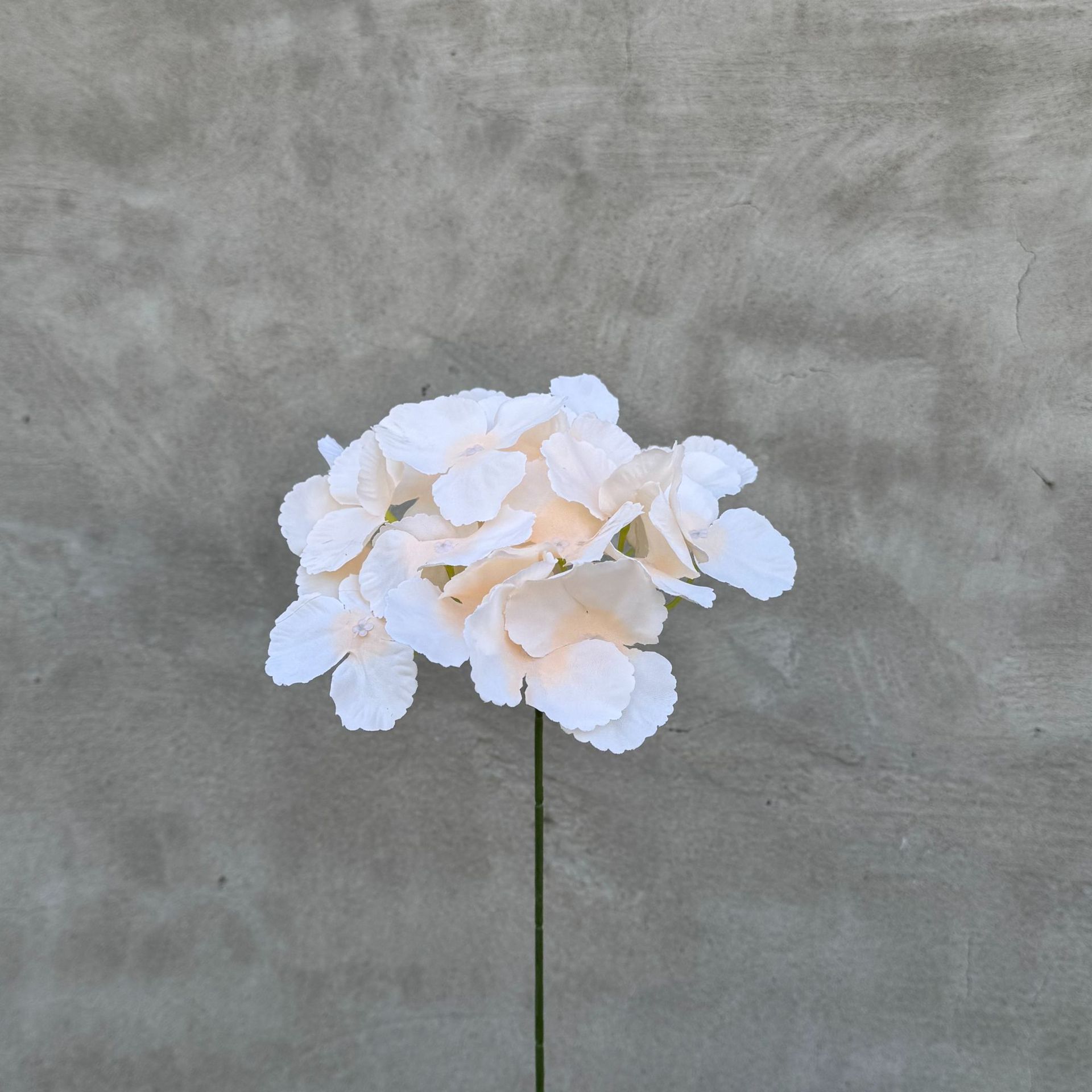 Hydrangée simple couleur champagne