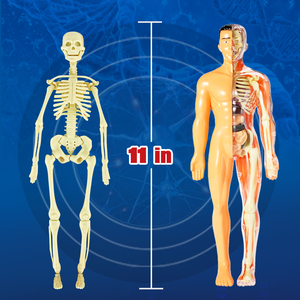 3 डी पूर्ण शरीर शरीर रचना मॉडल शैक्षिक मोंटेसरी पहेली बच्चों और किशोरों के लिए विज्ञान किट विज्ञान और इंजीनियरिंग खिलौने - Product Image 4